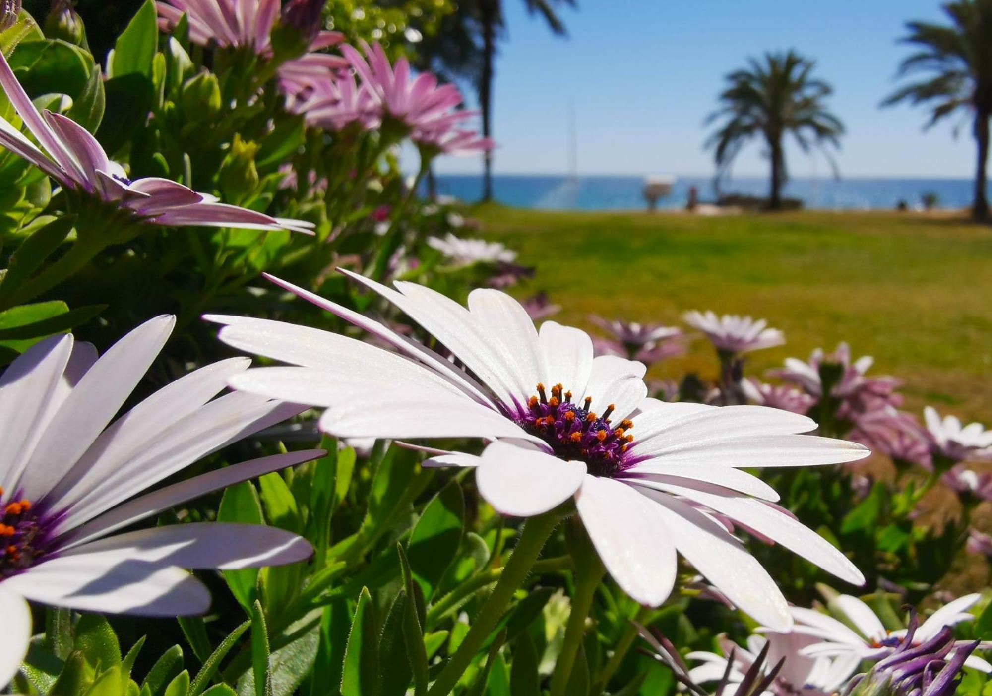 Apartment La Caleta Villajoyosa Zewnętrze zdjęcie